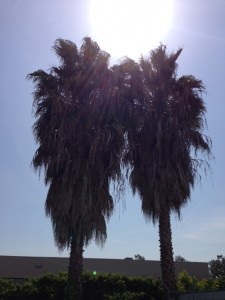 Welcome to California: Sunshine and Palm Trees everyday!
